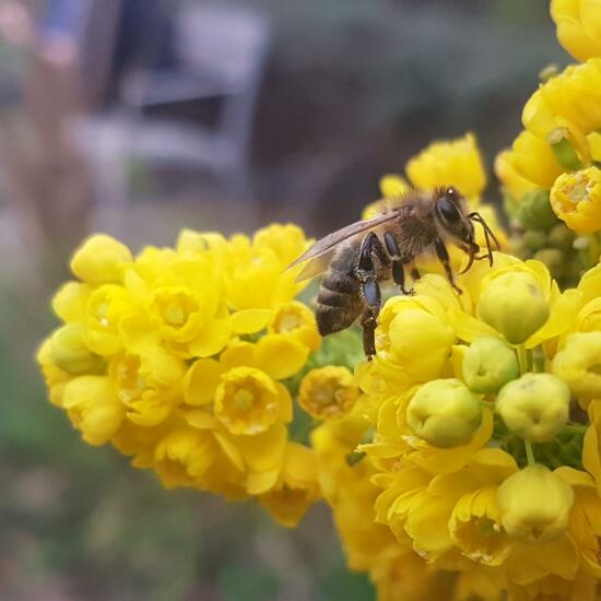 Gewöhnliche Mahonie: Pflanze im Habitat Park in der NatureSpots App