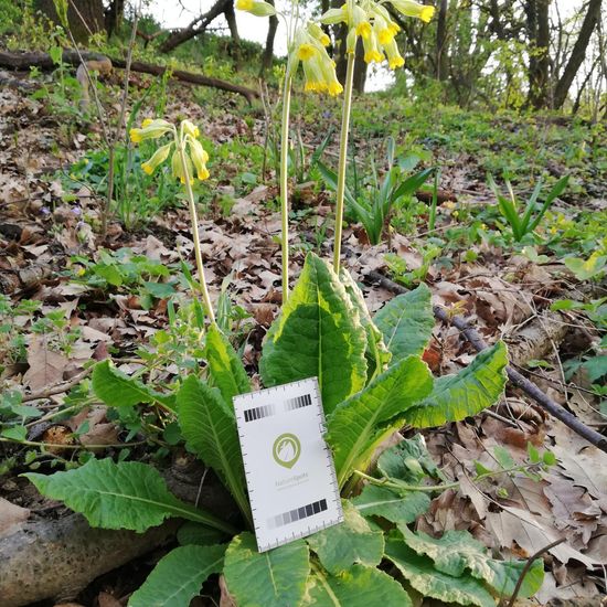 Hohe Schlüsselblume: Pflanze im Habitat Wald der gemäßigten Breiten in der NatureSpots App