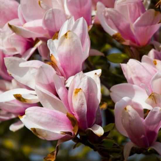 Magnolia primigenia: Pflanze in der Natur in der NatureSpots App