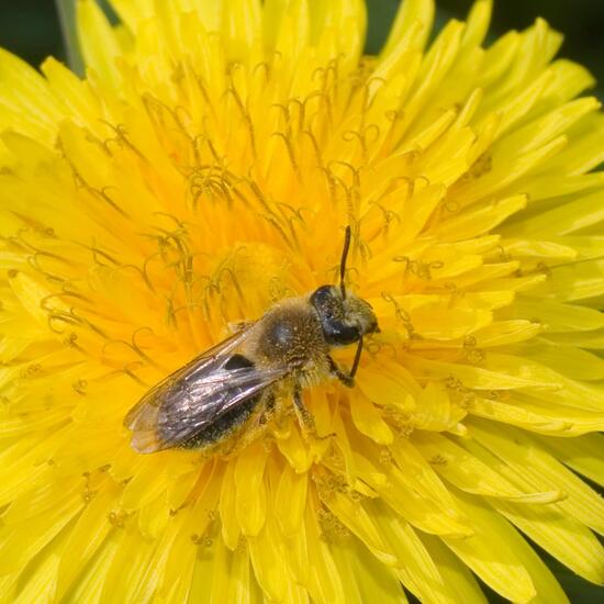 Rotschopfige Sandbiene: Tier im Habitat Halb-natürliches Grasland in der NatureSpots App