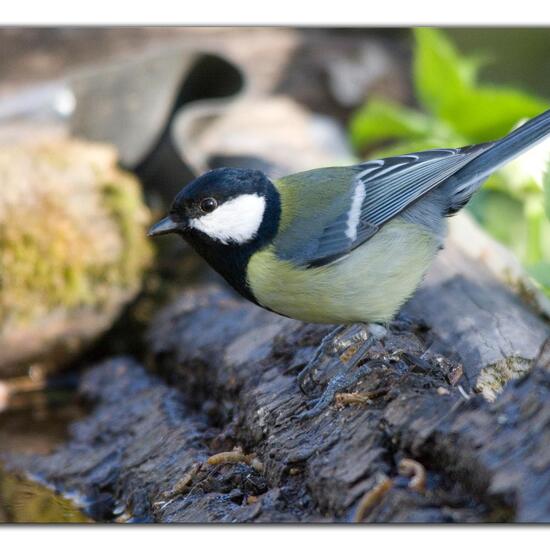 Kohlmeise: Tier im Habitat Hinterhof in der NatureSpots App