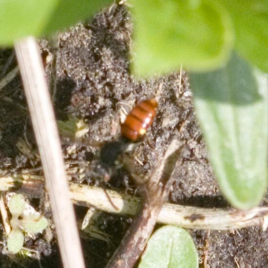 Nomada ferruginata: Animal in habitat Commerce or Industrial in the NatureSpots App