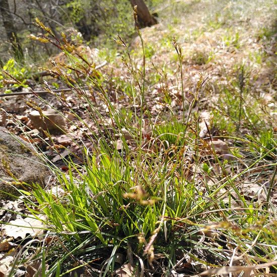 Seggen: Pflanze im Habitat Wald der gemäßigten Breiten in der NatureSpots App