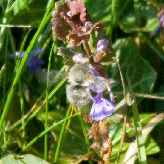 Gemeine Pelzbiene: Tier im Habitat Garten in der NatureSpots App