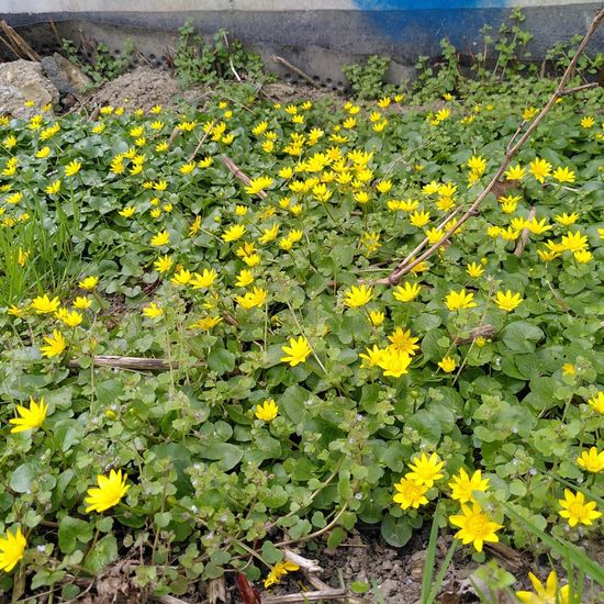 Ficaria verna: Plant in habitat City or Urban habitat in the NatureSpots App