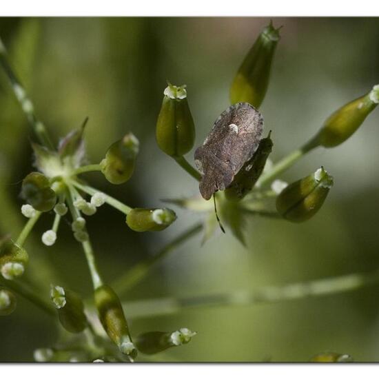 Dyroderes umbraculatus: Tier im Habitat Wald in der NatureSpots App