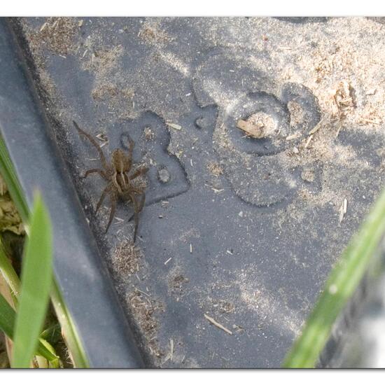 Pardosa nigriceps: Animal in habitat Agricultural meadow in the NatureSpots App