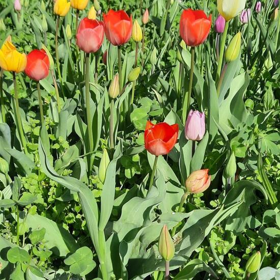 Tulpen: Pflanze in der Natur in der NatureSpots App