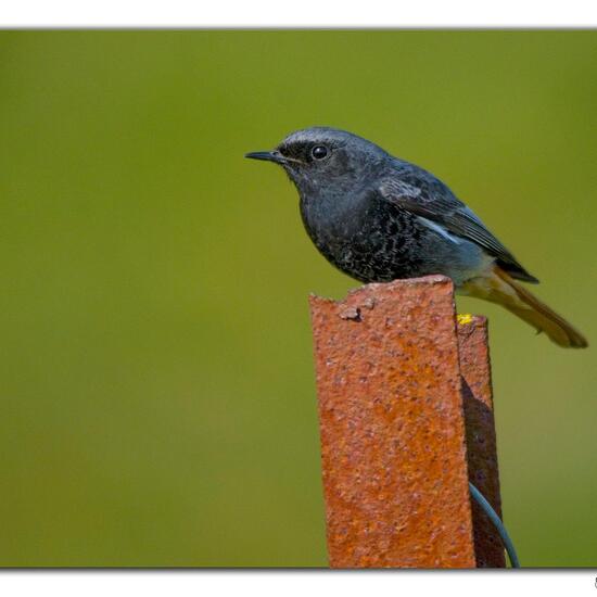 Black Redstart: Animal in habitat Agriculture in the NatureSpots App