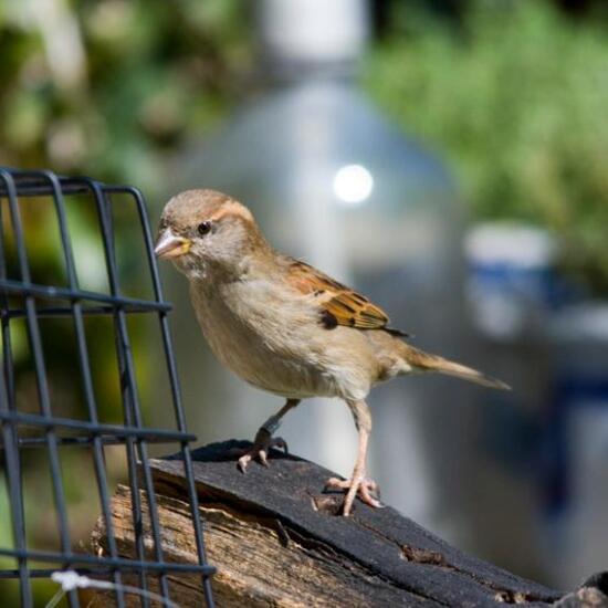 Haussperling: Tier im Habitat Garten in der NatureSpots App