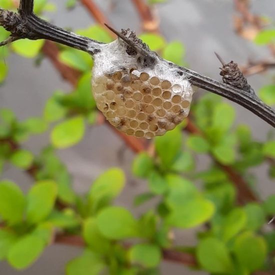 Eine unbekannte Art: Tier im Habitat Stadt und Garten in der NatureSpots App