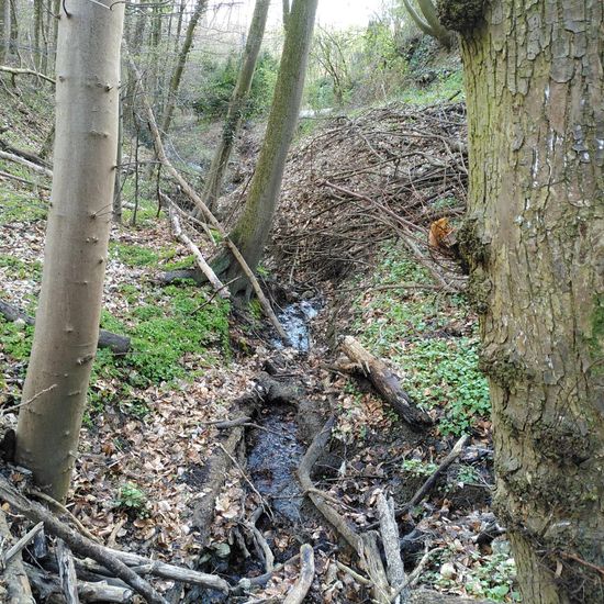 Landschaft: Süßwasser im Habitat Bach in der NatureSpots App