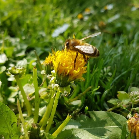 Honigbienen: Tier im Habitat Park in der NatureSpots App