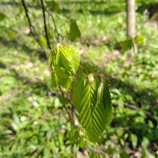 Carpinus betulus: Plant in habitat Temperate forest in the NatureSpots App