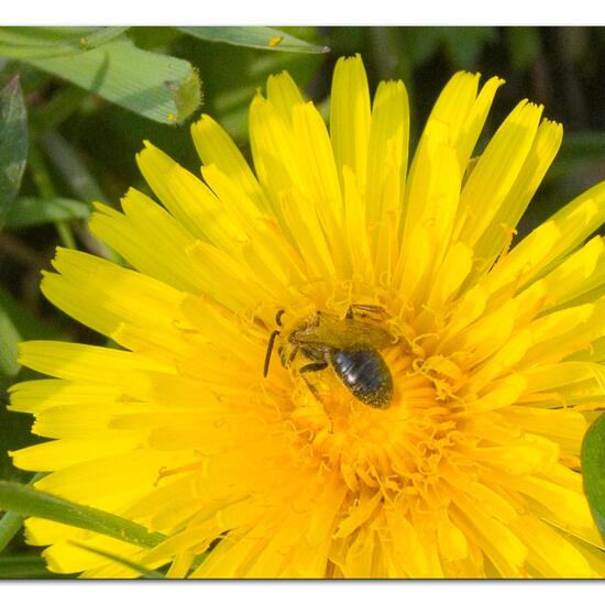 Andrena vaga: Animal in habitat Semi-natural grassland in the NatureSpots App