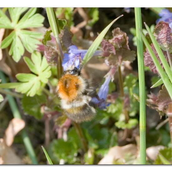 Ackerhummel: Tier im Habitat Grasland und Büsche in der NatureSpots App