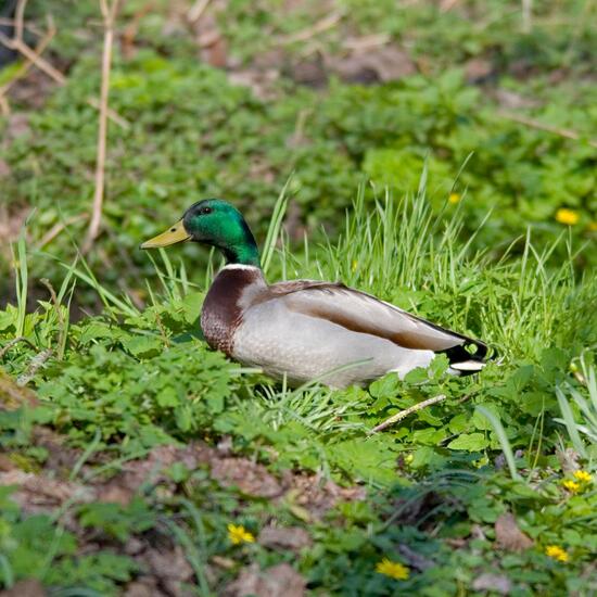 Mallard: Animal in habitat Backyard in the NatureSpots App