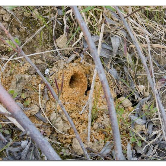 Gemeine Sandbiene: Tier im Habitat Ackerrandstreifen in der NatureSpots App