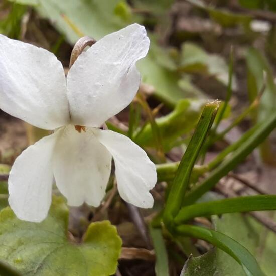 Parma-Veilchen: Pflanze in der Natur in der NatureSpots App