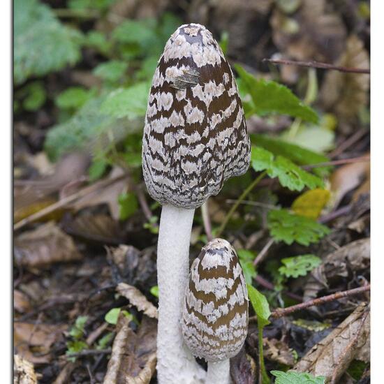 Coprinopsis picacea: Mushroom in habitat Road or Transportation in the NatureSpots App