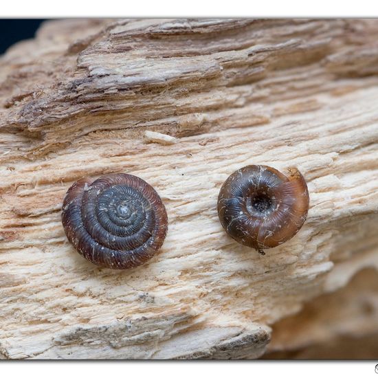 Gefleckte Schüsselschnecke: Tier im Habitat Wald in der NatureSpots App