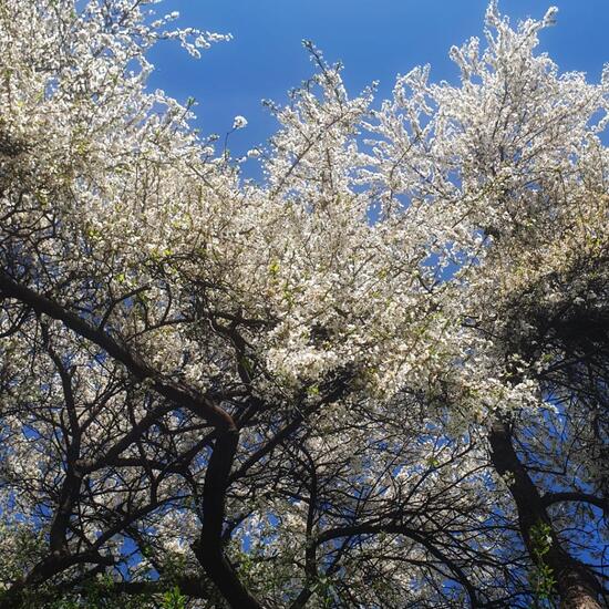 Sauerkirsche: Pflanze im Habitat Park in der NatureSpots App