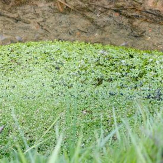 Landschaft: Süßwasser im Habitat Bach in der NatureSpots App