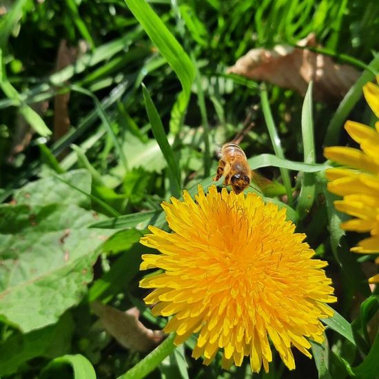 Westliche Honigbiene: Tier in der Natur in der NatureSpots App