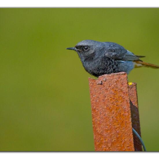 Black Redstart: Animal in habitat Agriculture in the NatureSpots App