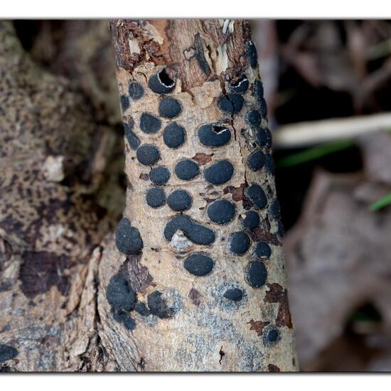 Diatrype bullata: Mushroom in habitat Forest in the NatureSpots App