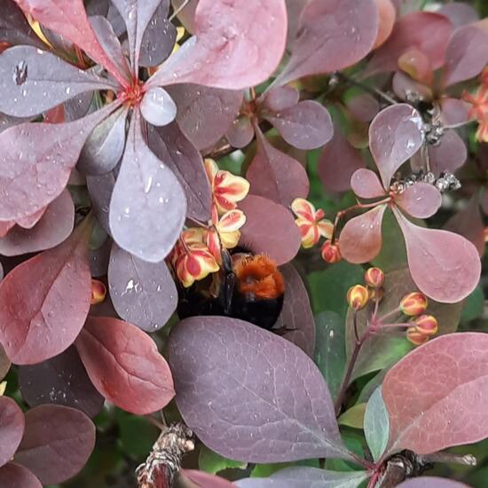 Steinhummel: Tier in der Natur in der NatureSpots App