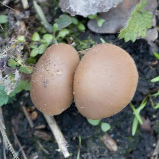 Psathyrella spadiceogrisea: Mushroom in habitat Forest in the NatureSpots App