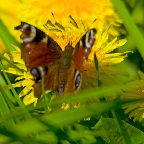 Tagpfauenauge: Tier im Habitat Halb-natürliches Grasland in der NatureSpots App