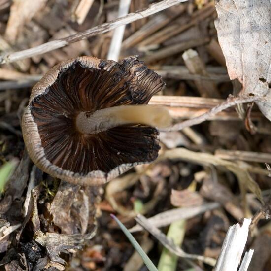 Agaricus micaceus: Mushroom in habitat Forest in the NatureSpots App