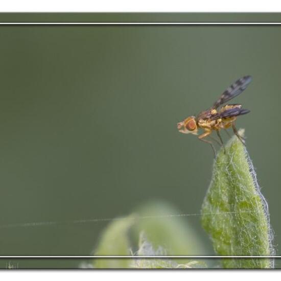 Myopites apicatus: Tier im Habitat Halb-natürliches Grasland in der NatureSpots App