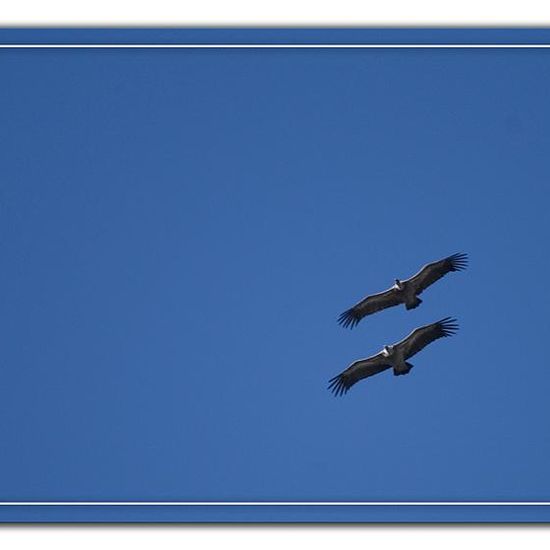 Gänsegeier: Tier im Habitat Felsgebiet in der NatureSpots App