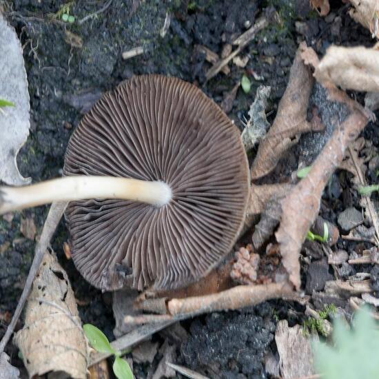 Psathyrella spadiceogrisea: Mushroom in habitat Forest in the NatureSpots App