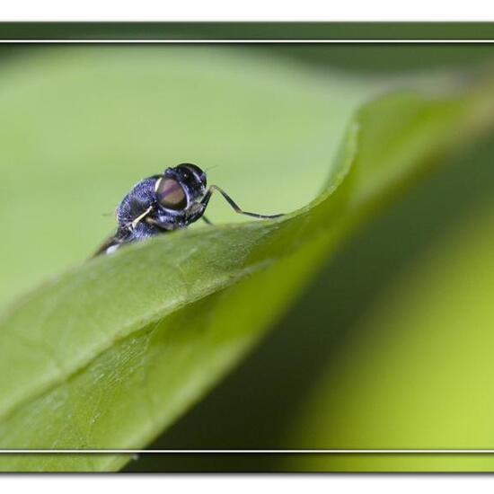 Oxycera leonina: Tier in der Natur in der NatureSpots App