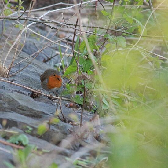 Rotkehlchen: Tier im Habitat Auwald in der NatureSpots App