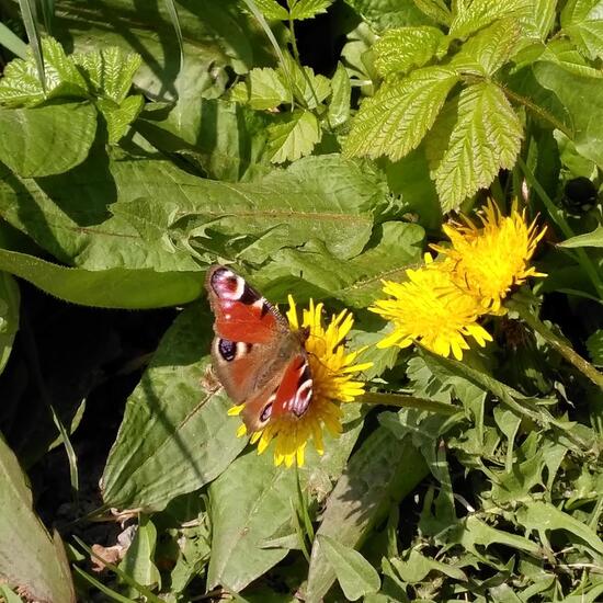 Aglais io: Animal in habitat Road or Transportation in the NatureSpots App