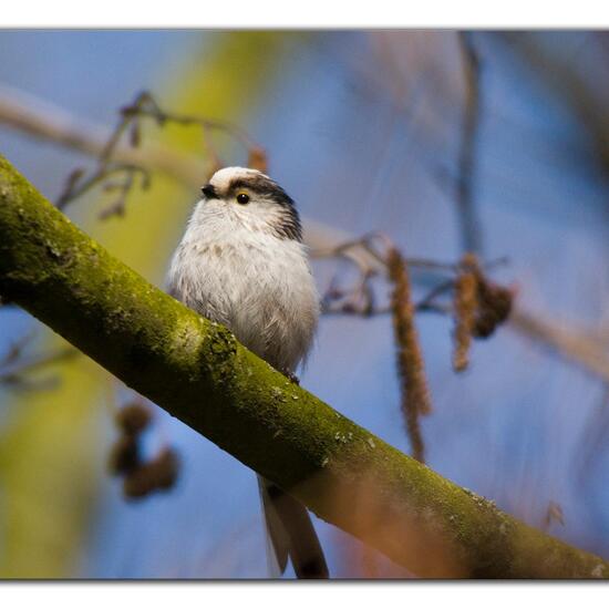 Schwanzmeise: Tier im Habitat Hinterhof in der NatureSpots App