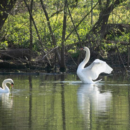 Cygnus olor: Animal in habitat Riparian forest in the NatureSpots App