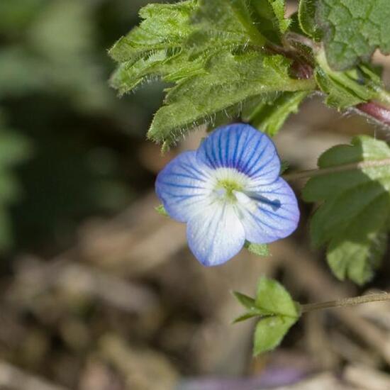 Wiesen-Sauerampfer: Pflanze im Habitat Strasse/Verkehr in der NatureSpots App