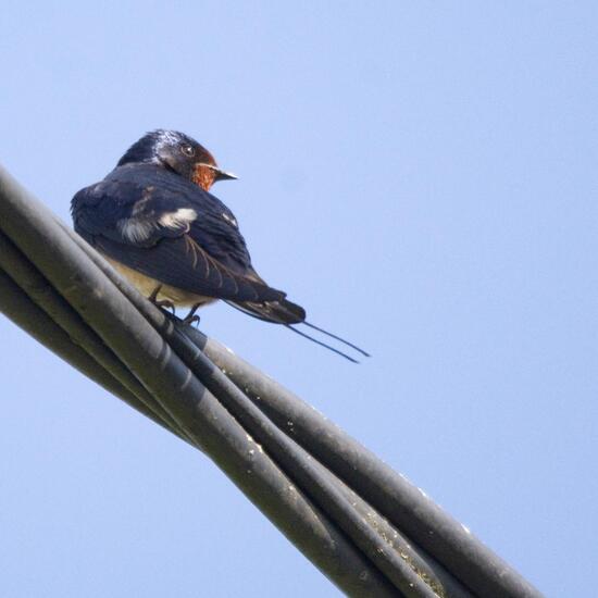 Barn Swallow: Animal in habitat Grassland in the NatureSpots App