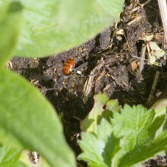 Nomada ferruginata: Tier in der Natur in der NatureSpots App