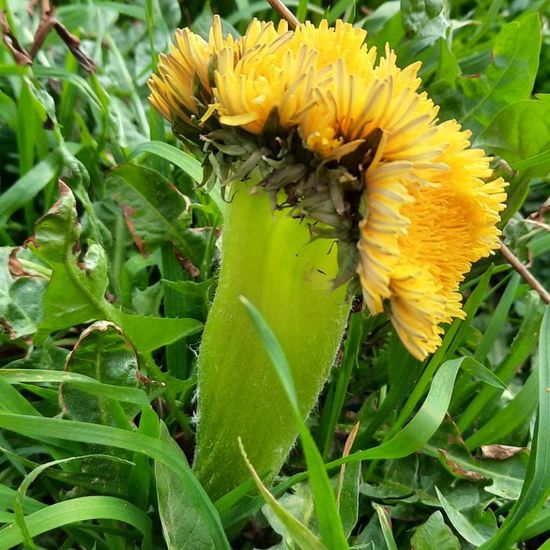 Taraxacum fasciatum: Plant in habitat City and Urban in the NatureSpots App