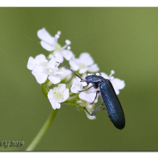 Ischnomera cyanea: Tier in der Natur in der NatureSpots App