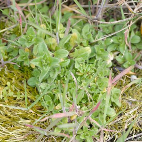 Knäuel-Hornkraut: Pflanze im Habitat Strasse/Verkehr in der NatureSpots App