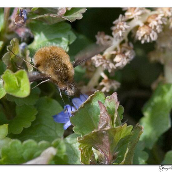 Bombylius major: Animal in habitat Garden in the NatureSpots App