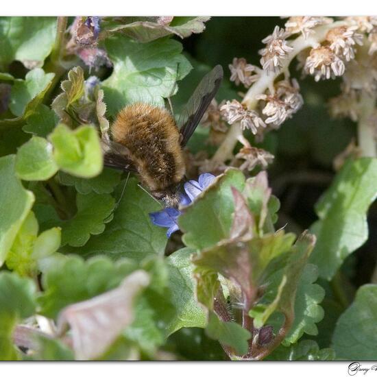 Großer Wollschweber: Tier im Habitat Garten in der NatureSpots App